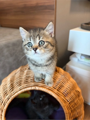 Britisch Kurzhaar Kitten Reinrassig