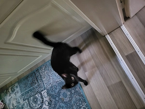 Verkaufe lieben Kater 