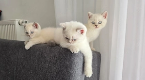 Reinrassige BKH Kitten