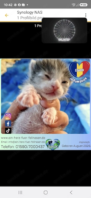 Egon - kleines Katerchen sucht sein Traumzuhause