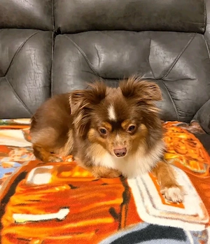 Brauner Chihuahua-Mix-Rüde sucht ein liebevolles Zuhause