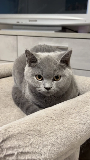 BKH Kitten (abgabebereit)