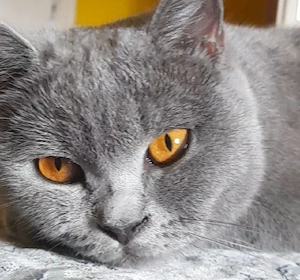 wunderschöne Katze Bkh in liebevolle Hände abzugeben 