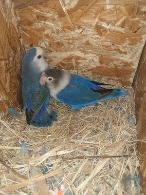 Pfirsichköpfchen 