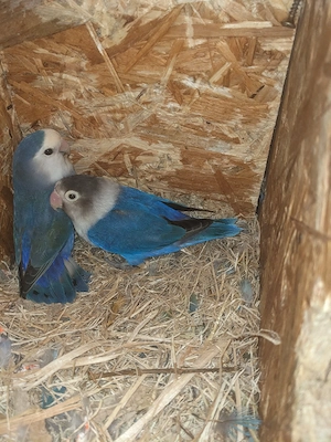 pfirsichköpfchen Pärchen