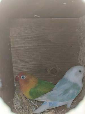 pfirsichköpfchen Pärchen