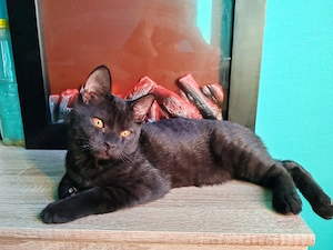 BKH-Chartreux Mixkitten in liebevolle Hände abzugeben. 