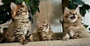 Seltene Cashmere Bengal Kitten sind geboren !!