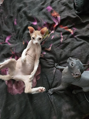 Sphynx Kitten suchen ein Zuhause 