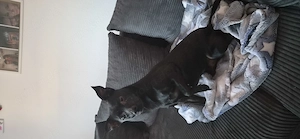 Chihuaha-rehpinscher Mix abzugeben