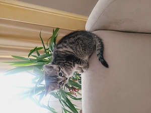    Zwei süße Katzenmädchen suchen ein liebevolles Zuhause!   