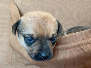 Hundewelpe Wurf Border Terrirt Jack Russel Mischling
