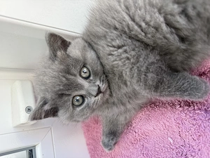 Britisch Kurzhaar Kitten 