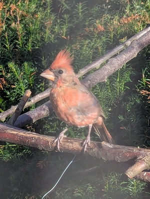 Rotkardinäle aus Hobbyzucht   Roter Kardinal   Rotkardinal