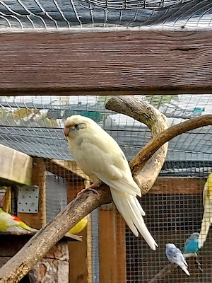 Ziegensittiche 