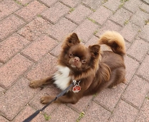 Deckrüde Chihuahua Langhaar Schoko mit weißer Brust