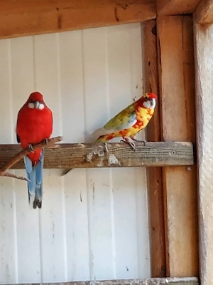 Weißflügel Rosella