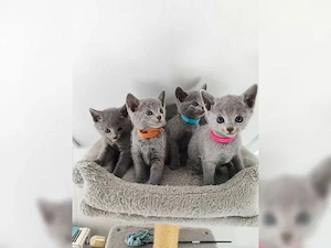 Reinrassige Russisch Blau Kitten suchen ein liebevolles Zuhause