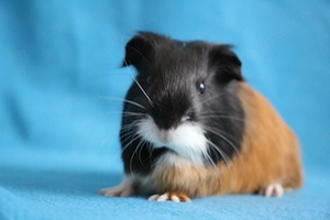 Meerschweinchen Weibchen aus liebevoller Hobbyzucht