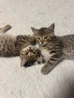 Süße Britisch Kurzhaar (BKH) kitten zu vergeben (British shorthair)