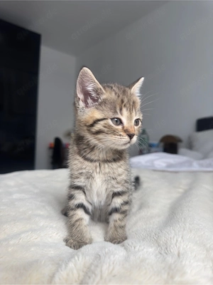 Süße Britisch Kurzhaar (BKH) kitten zu vergeben (British shorthair)