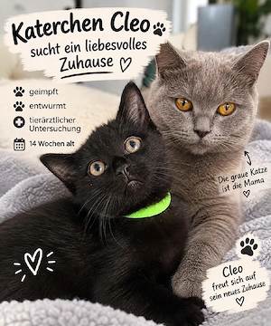 Bkh Maine coon Kitten geimpft und Abgabebereit 