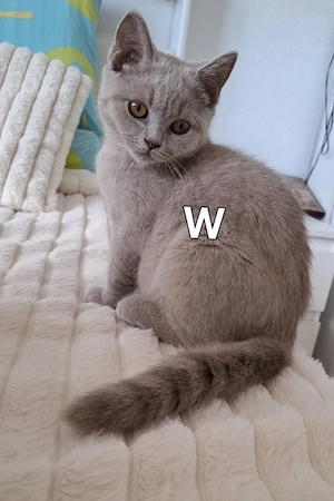  Britisch-Shorthair-Kitten in Lilac . Nur noch eine Weibchen und eine Männchen  verfügbar. 