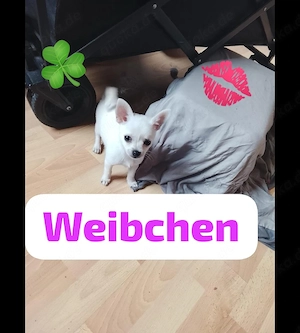 Pomchi Mini Pomeranian Chihuahua Mini deutscher Zwergspitz Welpen  
