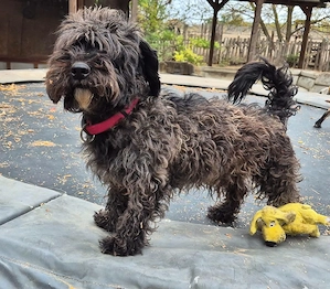 Rex sucht ein liebevolles Zuhause