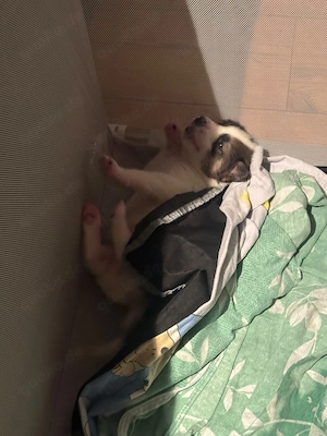 Jack Russel Dalmatiner  Husky Mix Welpen 