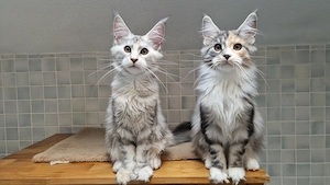 XXL Maine Coon Kitten mit Poly