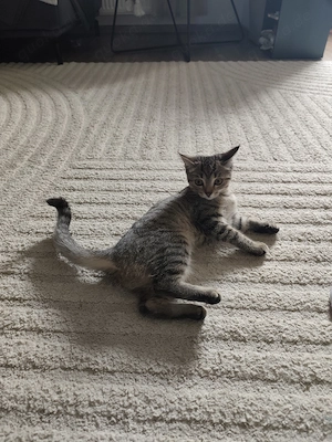 Katzenbaby britische Kurzhaar mix 