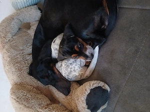 6 Dackel Terrier Mix Welpen suchen verantwortungsvolle Menscheb
