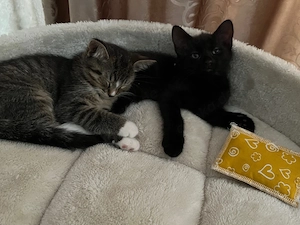 EKH Mix Kater