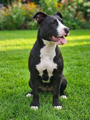 American Bully XL Welpen abzugeben 