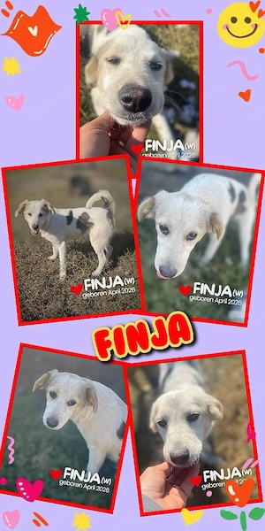 junges, fröhliches, verspieltes, hübsches Hundemädchen "Finja" sucht ein Zuhause
