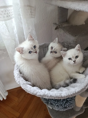 BKH Kätzchen 