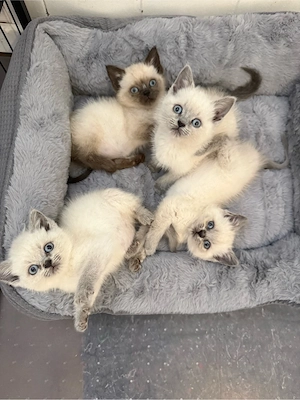 BKH Baby Katze Kitten