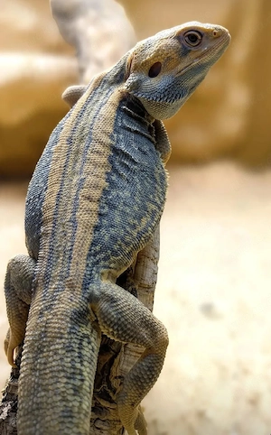 1.0 Bartagame Thunderbolt ( hypo translucent genetic stripe) het zero! 
