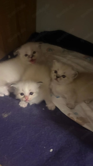 Babykitten 