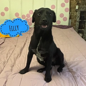 Filly, junger Jack Russel Terrier Mix sucht dringend ein Zuhause