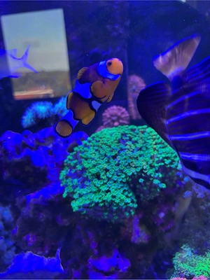 Clownfisch Meerwasseraquarium