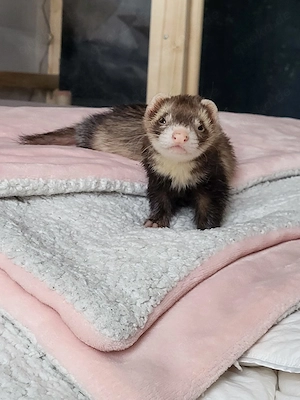 Frettchen gesucht!   