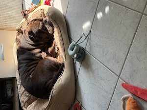 OBE Rüde zum Decken 