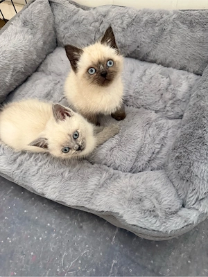 BKH Baby Kitten 