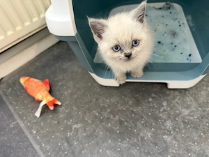 BKH Baby Katze Kitten - noch 2 Mädchen suchen eine liebe Familie