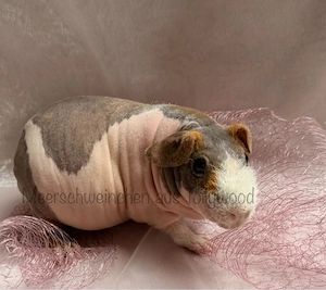 Skinny Pig Nacktmeerschweinchen Meerschweinchen Weibchen Kastrat