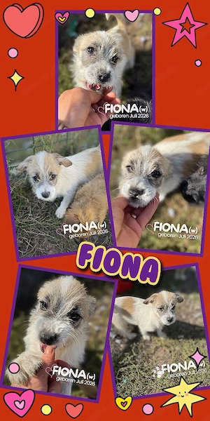 kleines, wunderschönes Welpenmädchen "Fiona" sucht ein liebevolles Zuhause