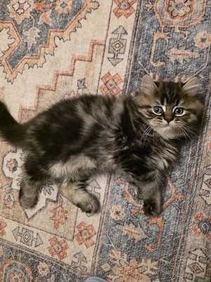 British Langhaar Kater Baby in Black Brown Tabby