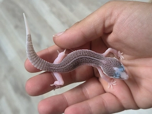 Leopardgecko MssBn pied Männchen